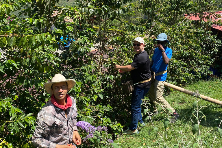 From Medellín: Jardín Coffee tour, optional Horseback Riding