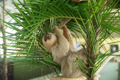 Panama: Private Tour zur Embera-Gemeinde und zum Faultier-SchutzgebietPanama: Private Tour zur Embera-Gemeinde und zum Faultierschutzgebiet