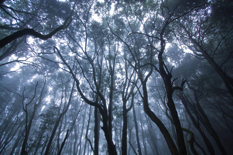 La Gomera: La foresta pluviale (parco nazionale)La Gomera: Escursioni nella foresta pluviale