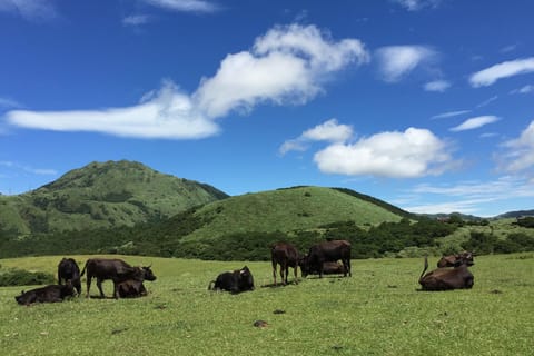 From Taipei: Beitou & Yangmingshan Private Day Tour - Image 2