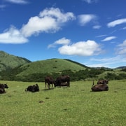From Taipei: Beitou & Yangmingshan Private Day Tour