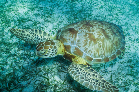 Snorkeltour: zoeken naar schildpadden bij de Mahahual-riflaguneSnorkeltour: schildpadden zoeken bij de Mahahual-riflagune