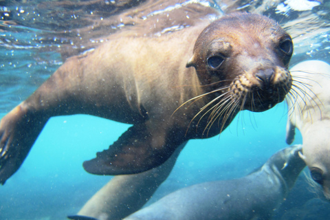 Från Puerto Ayora: Dagstur med snorkling på Santa Fe-ön