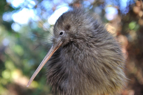 From Auckland: Kiwi Wilderness Experience Guided Tour