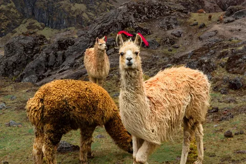 Cusco: 4 dias de aventura até Machu Picchu