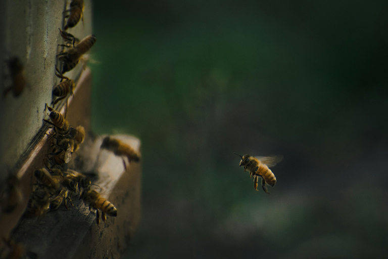 Wild Honey Hunting Tour in Lamjung