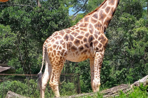 Bali: Safari Park and Tegenungan Waterfall Day Trip