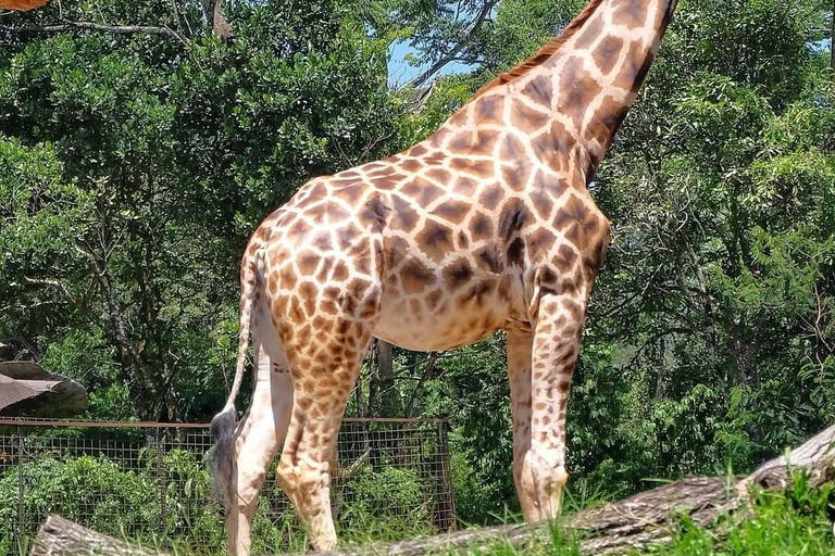 Bali: Safari Park and Tegenungan Waterfall Day Trip