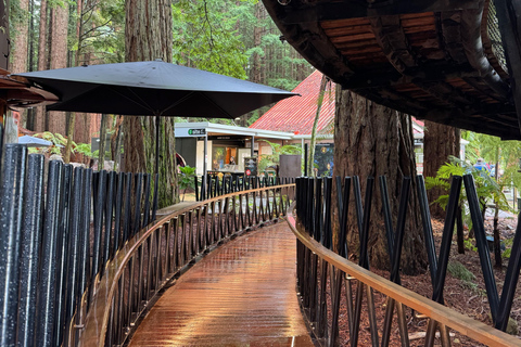 Rotorua: Glowworm Cave, Redwoods Forest & Te Puia Tour