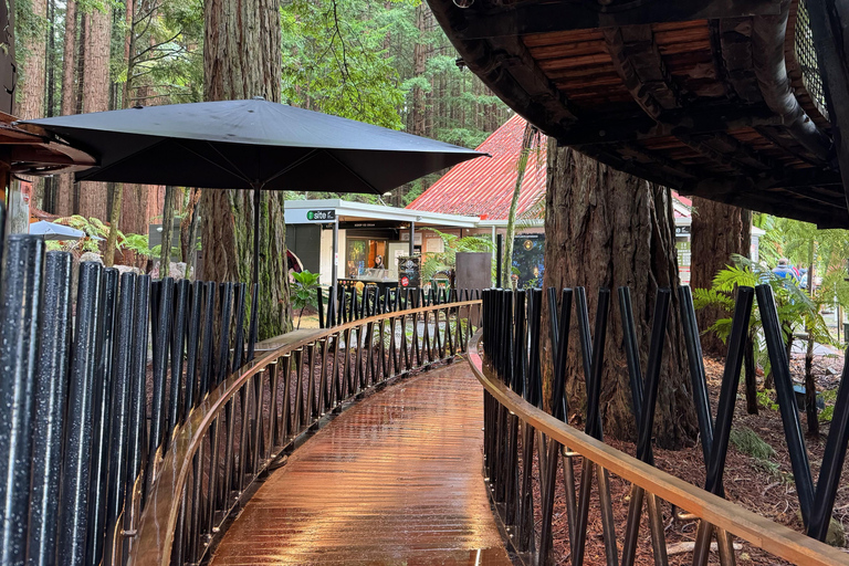 Rotorua: Glowworm Cave, Redwoods Forest & Te Puia Tour