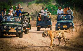 Sawai Madhopur: Ranthambore National Park Guided Jeep Safari