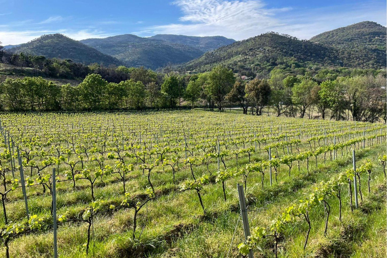 Grimaud: Horseback Riding & Wine Tasting in Maures Forest Horse back riding + wine tasting in the Maures Forest