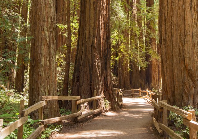 San Francisco: Muir Woods y Sausalito Tour en grupo reducido