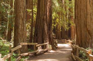 San Francisco: Muir Woods und Sausalito Kleingruppentour