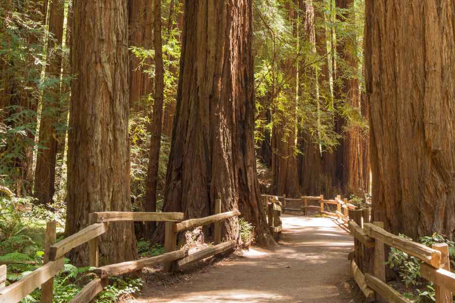 San Francisco: Muir Woods und Sausalito Kleingruppentour. Foto: GetYourGuide