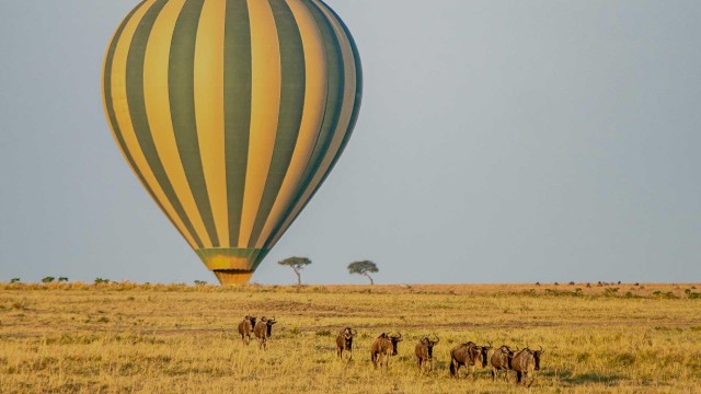 Visit Maasai Mara Hot Air Balloon with Champagne Breakfast in Maasai Mara National Reserve