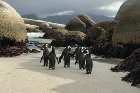 Cape Town: Half-Day Boulders Beach & Penguin Encounter Tour