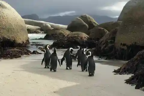 Cape Town: Half-Day Boulders Beach & Penguin Encounter Tour