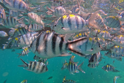 ZANZIBAR: Toup 4 bästa attraktionerna i Zanzibar guidad turPrivat tur utan upphämtning från hotell