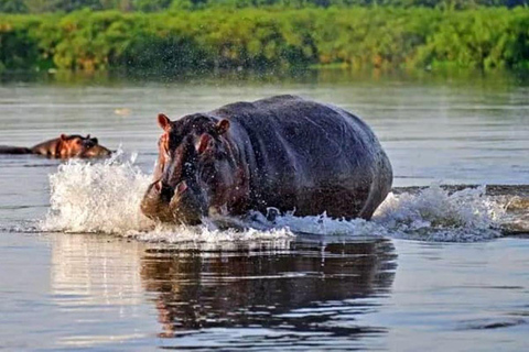 Oeganda: 10-daagse safari met chimpansee-speurtocht