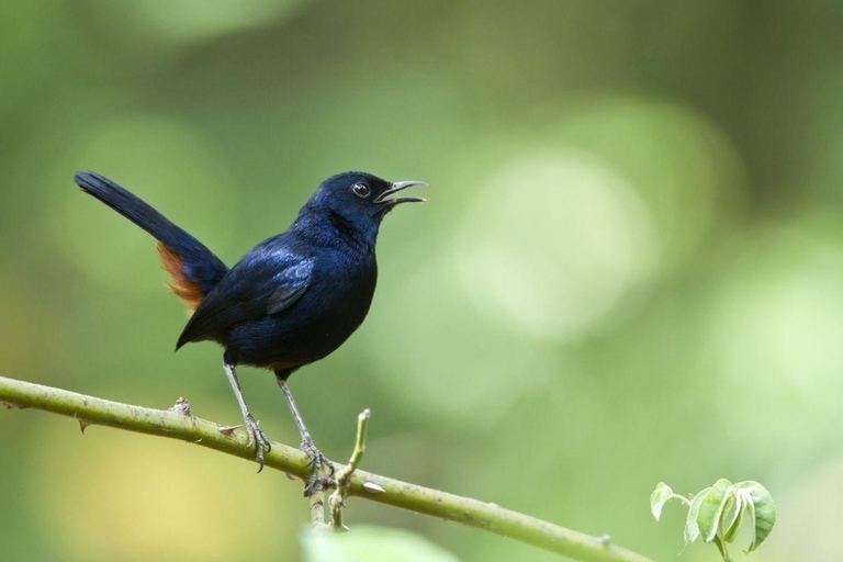 Sigiriya: Minneriya Safari, Yapahuwa Rock & Colombo Drop-off Sigiriya: Minneriya Safari, Yapahuwa Rock & Negombo Drop-off