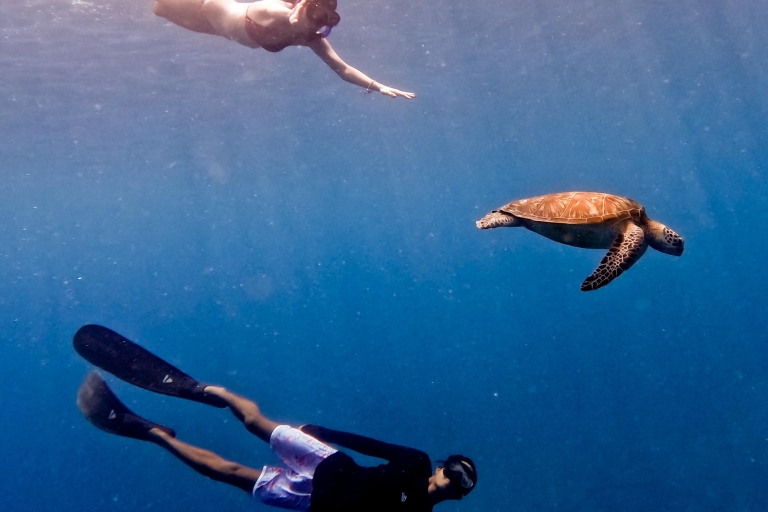Schnorcheln mit Schildkröte und Unterwasserstatue in Gilis