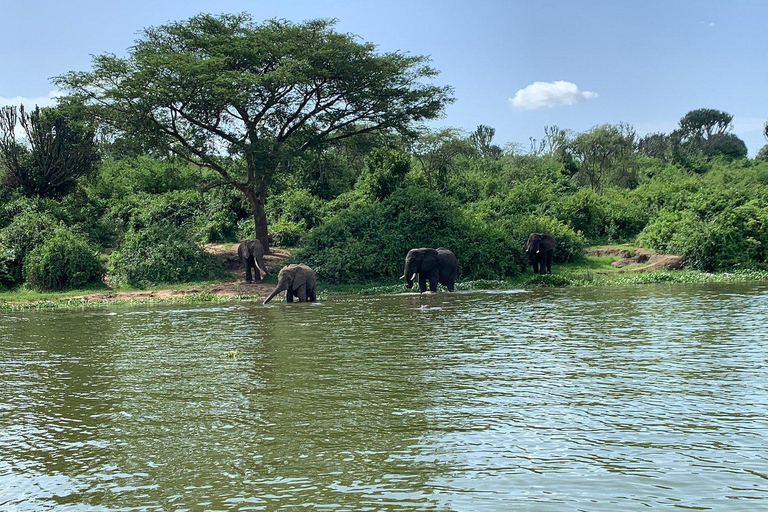 Rwanda: Luxury Gorilla Safari