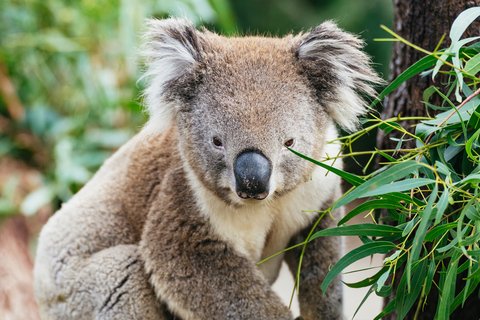 Desde Melbourne: Excursión ecológica a la fauna de Phillip IslandDesde Melbourne: ecotour de fauna a Phillip Island