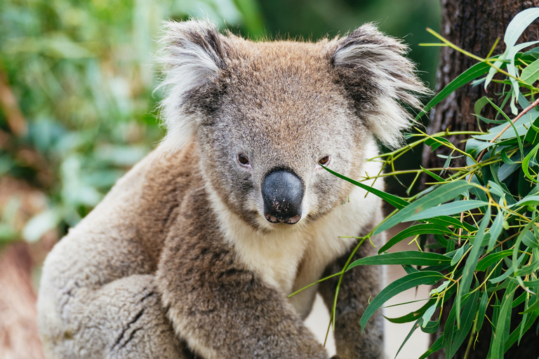 Au départ de Melbourne : Circuit éco-faune de l'île PhillipDepuis Melbourne : éco-découverte de la faune à Phillip Island