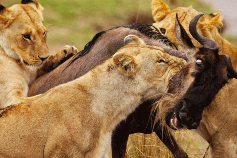 Nairobi National Park Half-Day Game Drive