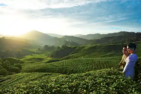 Visite privée des Cameron Highlands au départ de Kuala Lumpur