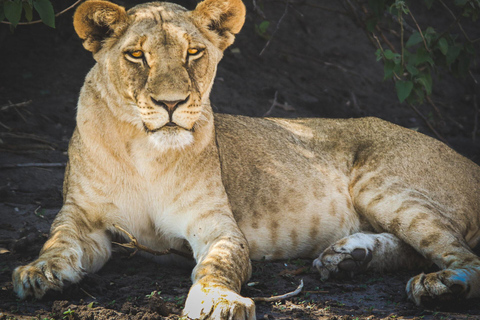 Victoria Falls: Chobe National Park Safari & Dinner Show