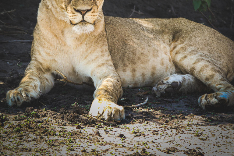 Victoria Falls: Chobe National Park Safari & Dinner Show