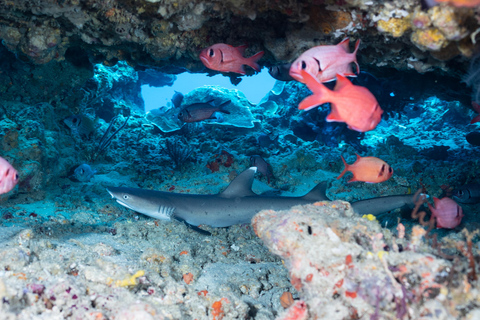 Manta Dive Gili Trawangan: Fun Diving for certified divers