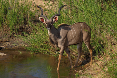 3 dagars Kruger Safari Fly-In från Johannesburg