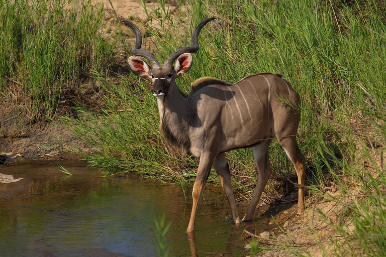 3 jours de safari Kruger en avion au départ de Johannesburg