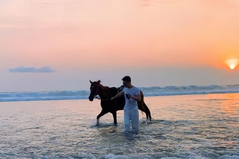 Seminyak Beach Bali Horse Riding Include Transport