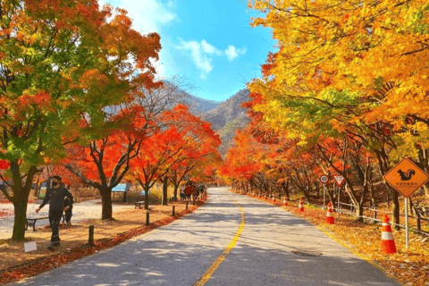 Naejangsan Autumn Foliage Day Tour from Seoul and Busan Group tour, departure from Haeundae Station Exit 5 (Busan)