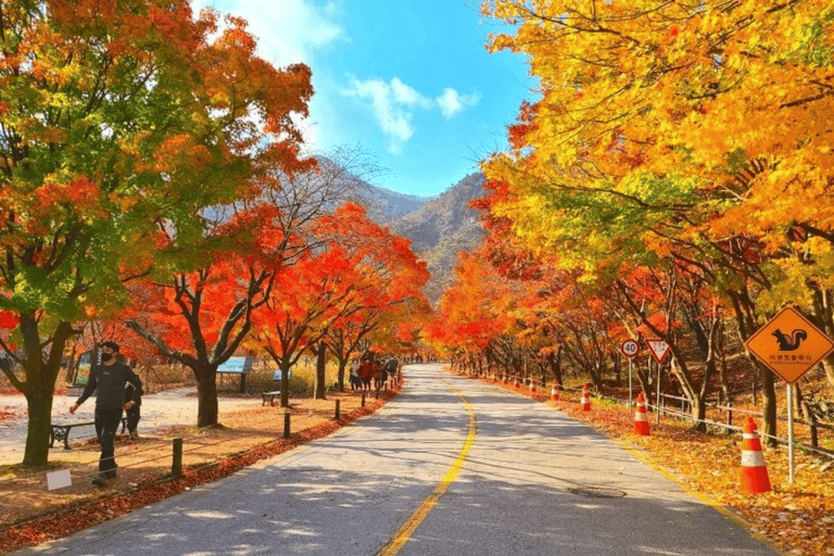 Naejangsan Autumn Foliage Day Tour from Seoul and Busan Group tour, departure from Haeundae Station Exit 5 (Busan)
