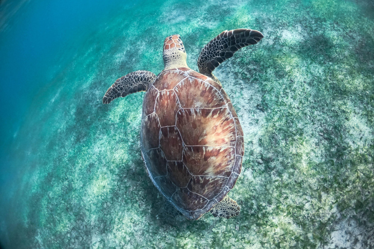 Cancun / Riviera Maya: ruïnes van Tulum, zwemmen in zeeschildpadden en cenotesTour met pick-up uit Cancun