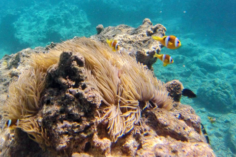 Vanuatu: Paradise Cove Snorkelling Adventure