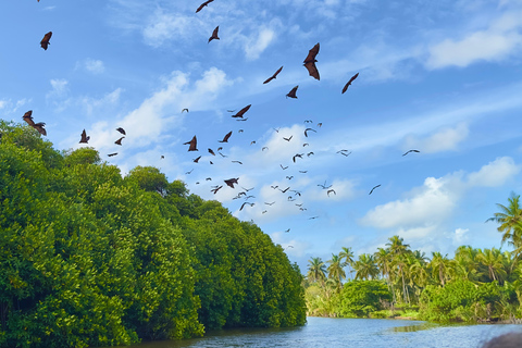 Negombo Dutch Canal & River Birding Wildlife Boat tour