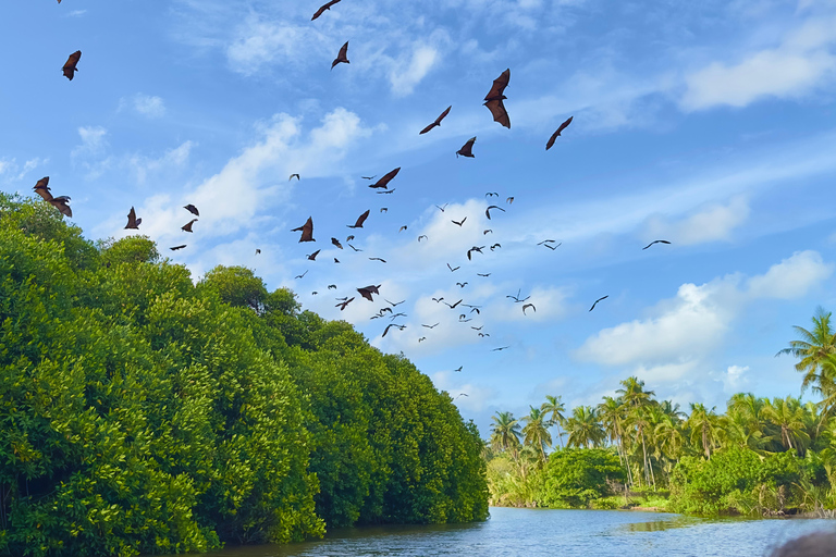 Negombo Dutch Canal & River Birding Wildlife Boat tour
