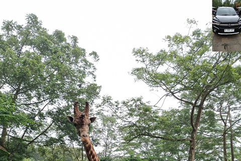 Taman Safari and Tea Plantation Tour at Puncak