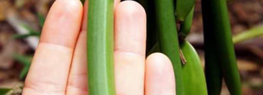 Zanzibar : découvrez Zanzibar en une journée