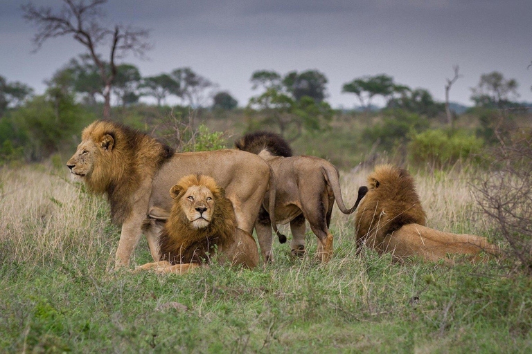 Day Trip: Amboseli National Park Safari with Driver Guide Private Daytrip