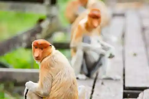 Halvdag Labuk Bay Proboscis Monkey Sanctuary | Sandakan