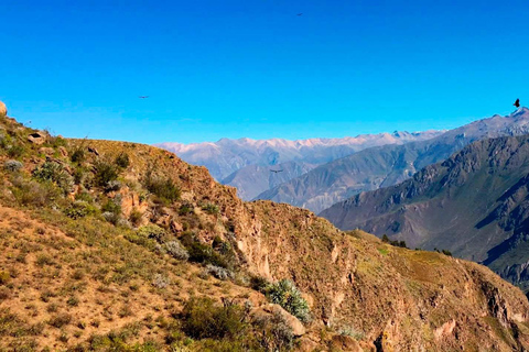 Excursie naar de Colca Canyon 2 dagen 1 nacht in Chivay