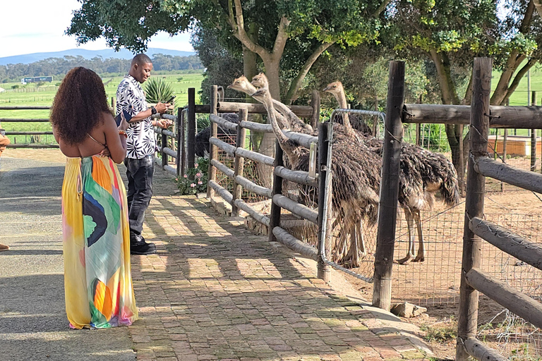 Cape Town: Ostrich Ranch Safari with Hotel Transfer