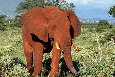 2-Day Tsavo East & Salt Lick Safari–Red Elephants & Treetop